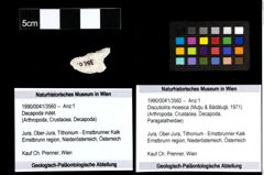 Foto (Objekt + Etiketten) von Discutiolira moesica (Muţiu & Bădăluţă, 1971) 